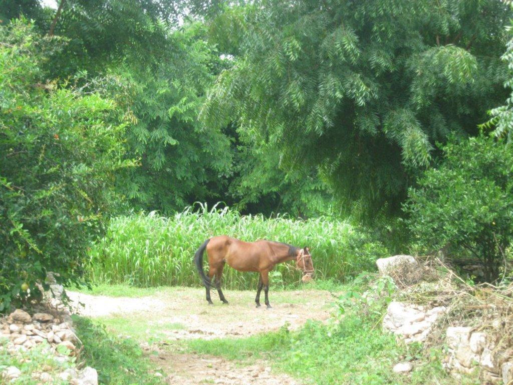ウダイプル Krishna Ranchヴィラ エクステリア 写真