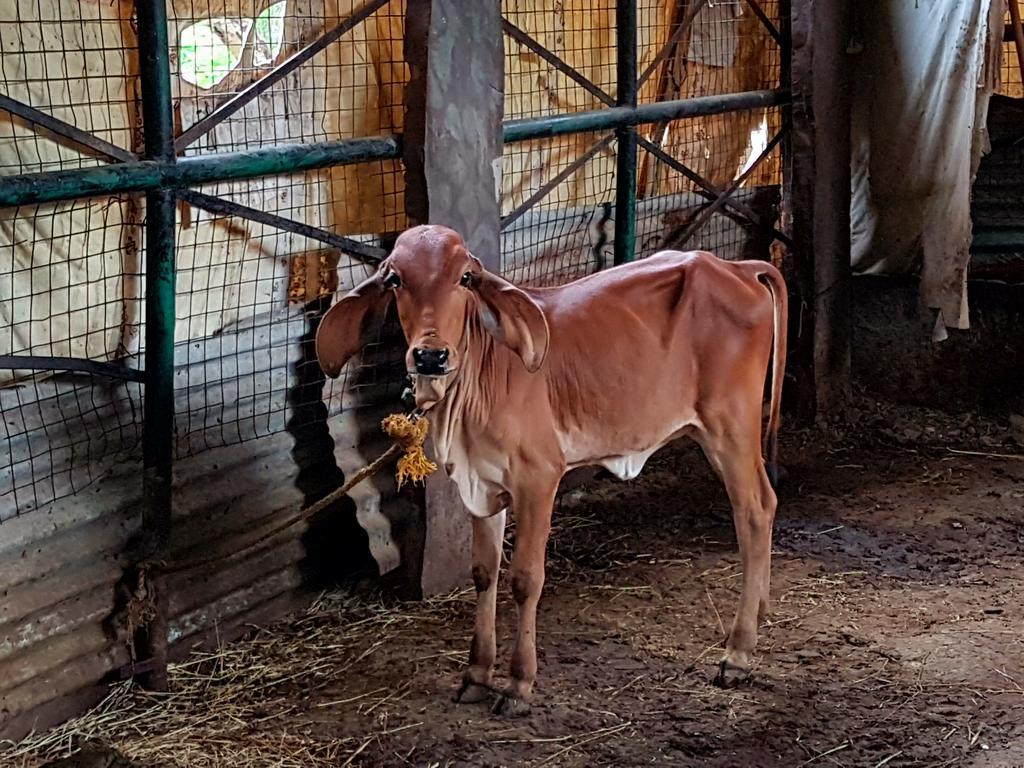 ウダイプル Krishna Ranchヴィラ エクステリア 写真